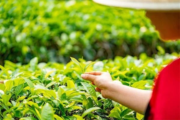 How to Organize Your Seed Collection: 5 Tips That Save Money and Time