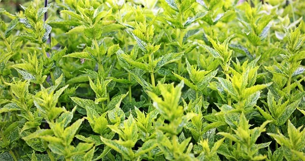 French Intensive Gardening: How I Grew 3X More Veg in a Tiny Space