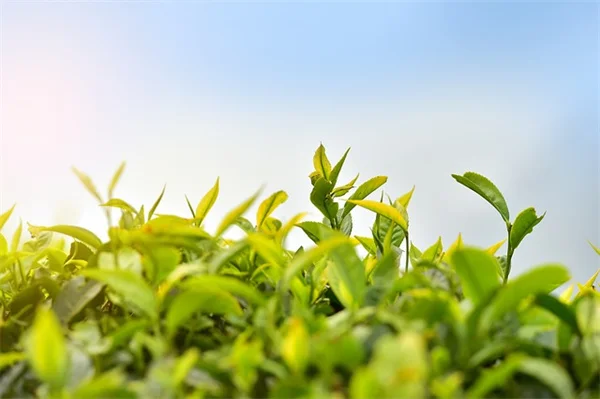 How to Choose Memorial Garden Plants That Actually Thrive