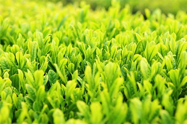The 7 Essential Aponogeton Aquarium Plant Care Tips for Beginners