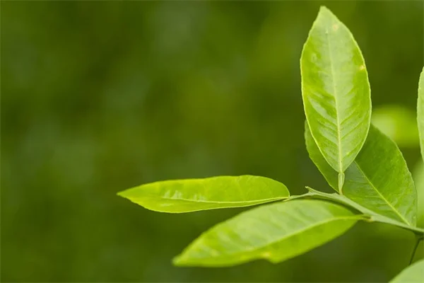 Urban Vine Growing: How to Transform a Small Space